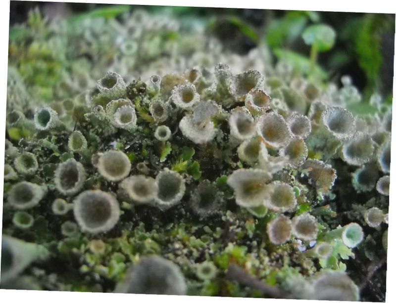 lichene da determinare.....